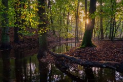 Bosbeek