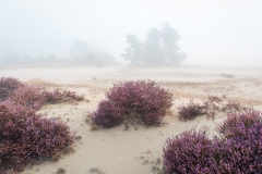 De-laatste-heide