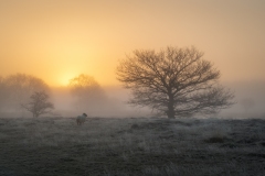 Drenthe-ontwaakt