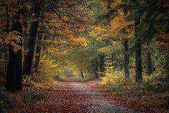 Herfstpad
