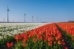 Tulpen-NO-Polder