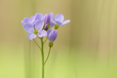 Pinksterbloem