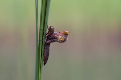Uitsluiper-Macro