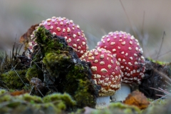Als paddenstoelen uit de grond schieten