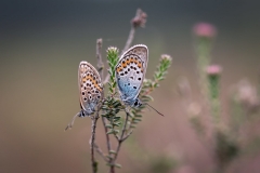 Heideblauwtjes-Macro