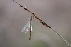 Opdrogen-Macro