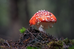 Vliegenzwam-Macro