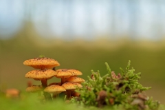 in the Woods