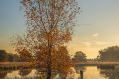 Golden-leaves