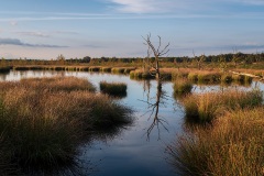 Holtveen