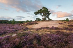 Purple-Heather