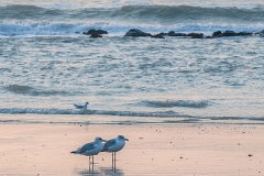 07-Samen