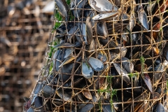 36-Mossels
