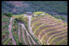 26-Wijnbouw-voor-de-Port