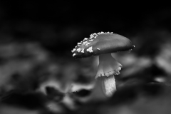 Amanita muscaria